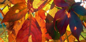 Leaves in Tree